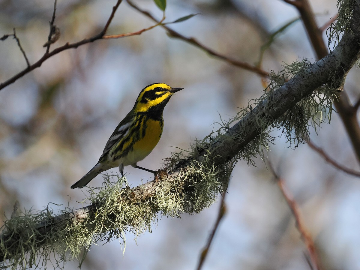 Townsend's Warbler - ML644970204