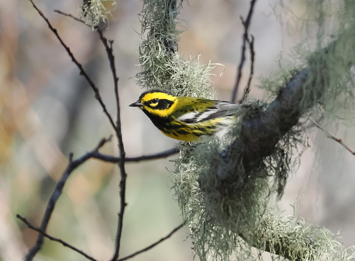 Townsend's Warbler - ML644970211