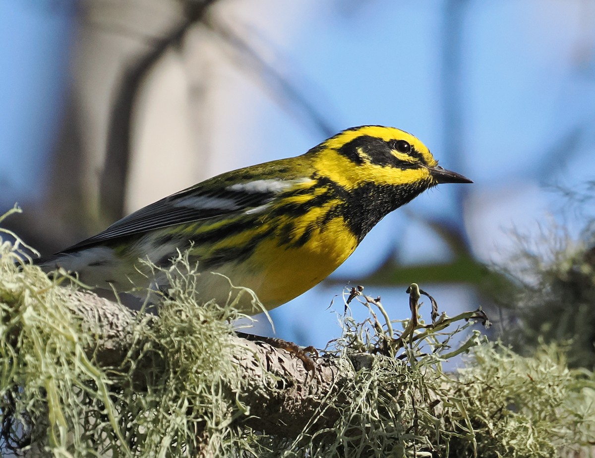Townsend's Warbler - ML644970216