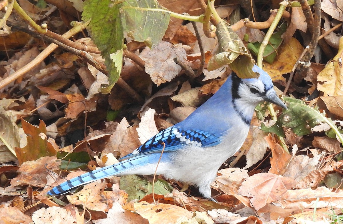 Blue Jay - ML644970236