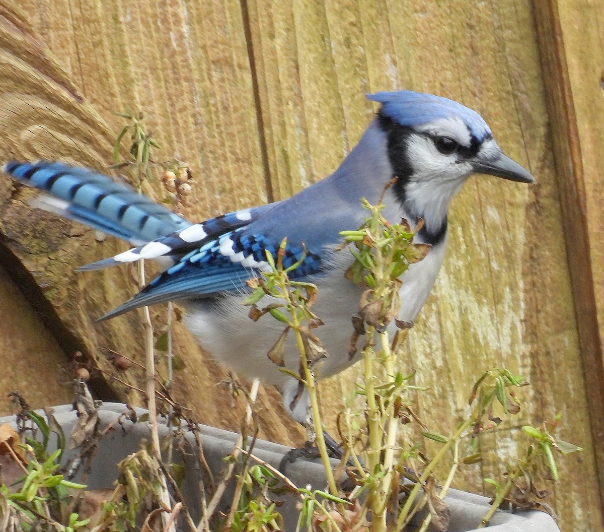 Blue Jay - ML644970237
