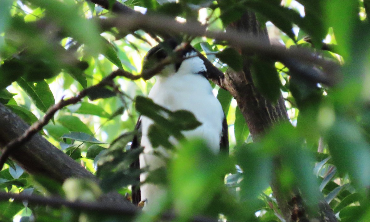 Collared Forest-Falcon - ML644970243