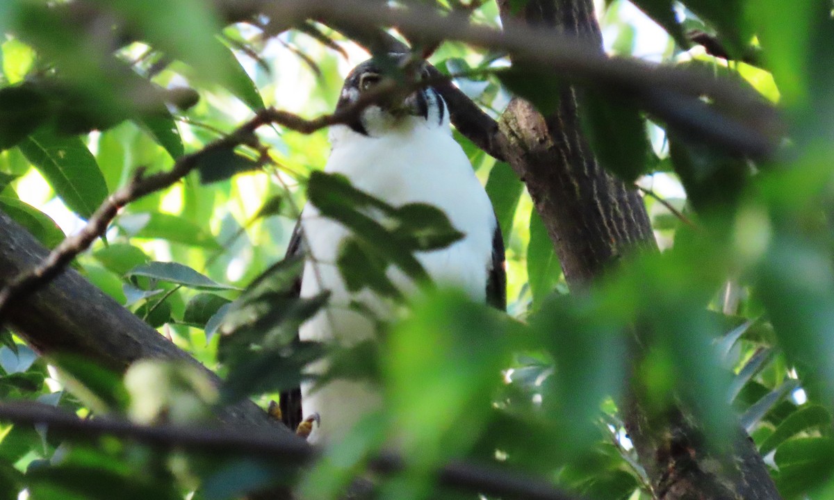 Collared Forest-Falcon - ML644970244