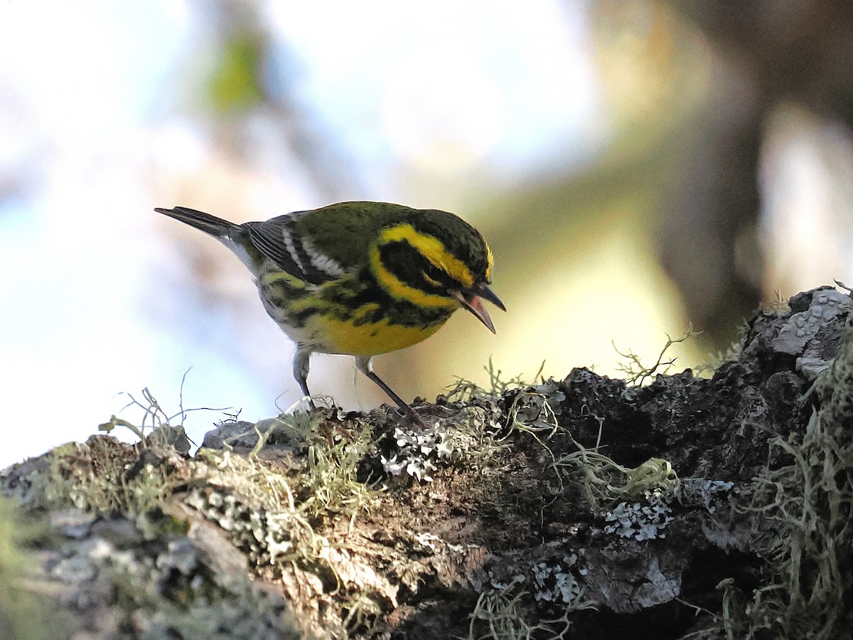 Townsend's Warbler - ML644970247