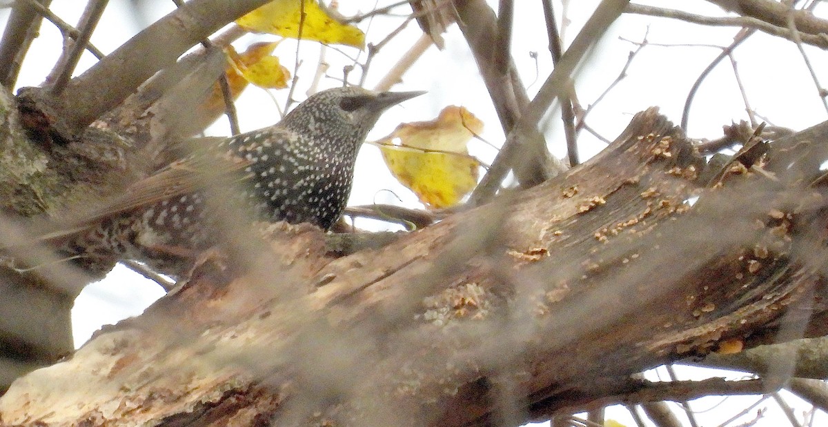 European Starling - ML644970261