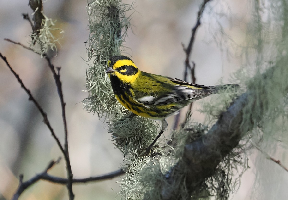 Townsend's Warbler - ML644970266
