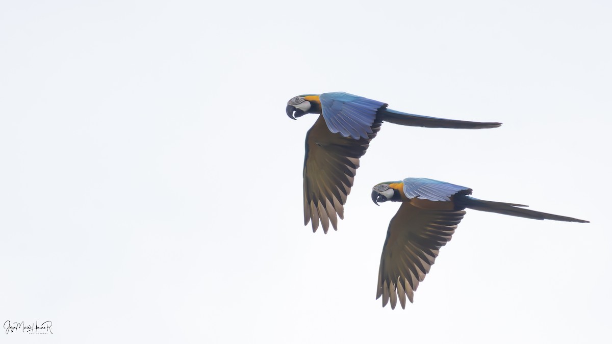 Blue-and-yellow Macaw - ML644970270