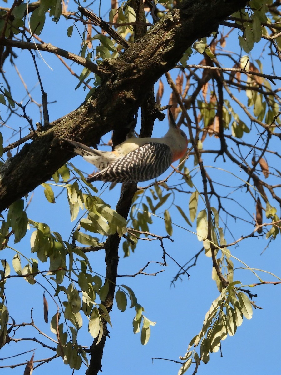 Red-bellied Woodpecker - ML644970287