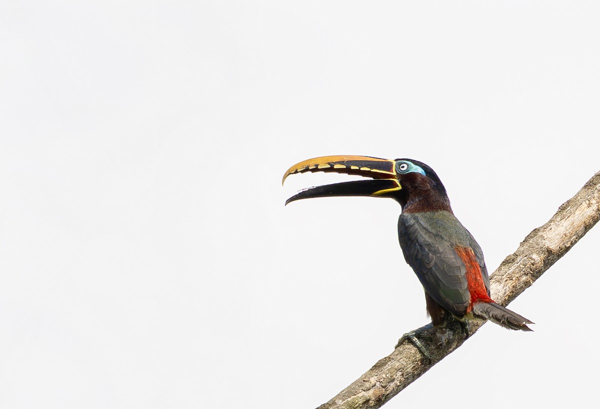 arassari hnědouchý - ML644970291