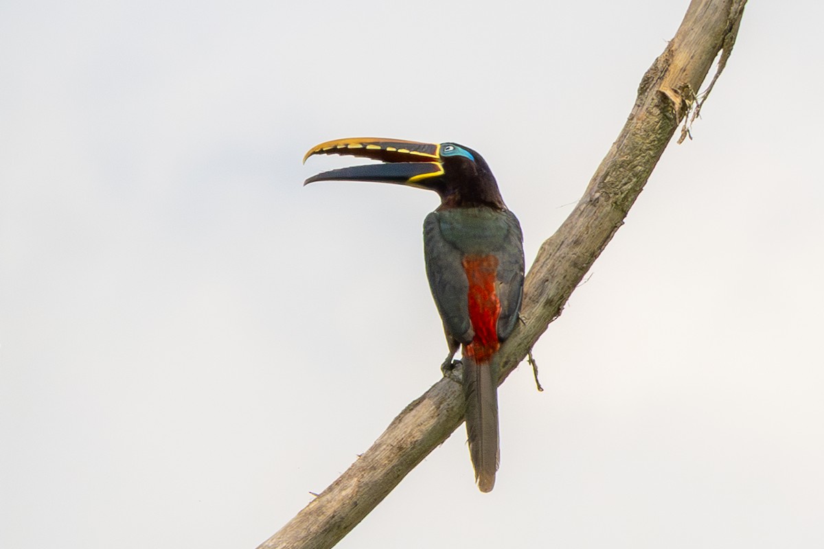 arassari hnědouchý - ML644970292