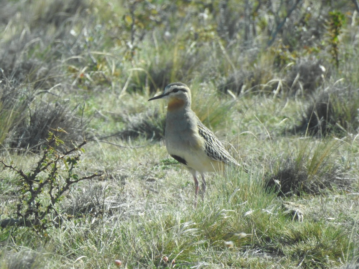 Tawny-throated Dotterel - ML644970296