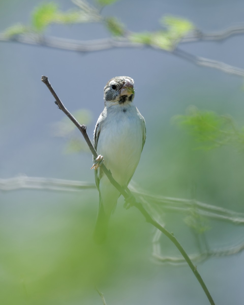 インコヒメウソ - ML644970302