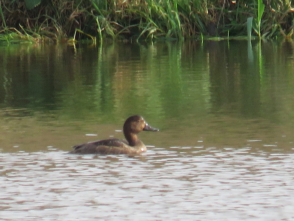 Redhead - ML644970330