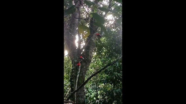 And Horoz Kotingası - ML644970335