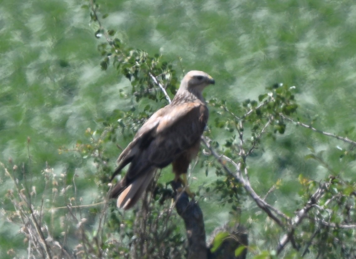 Long-legged Buzzard - ML644970343