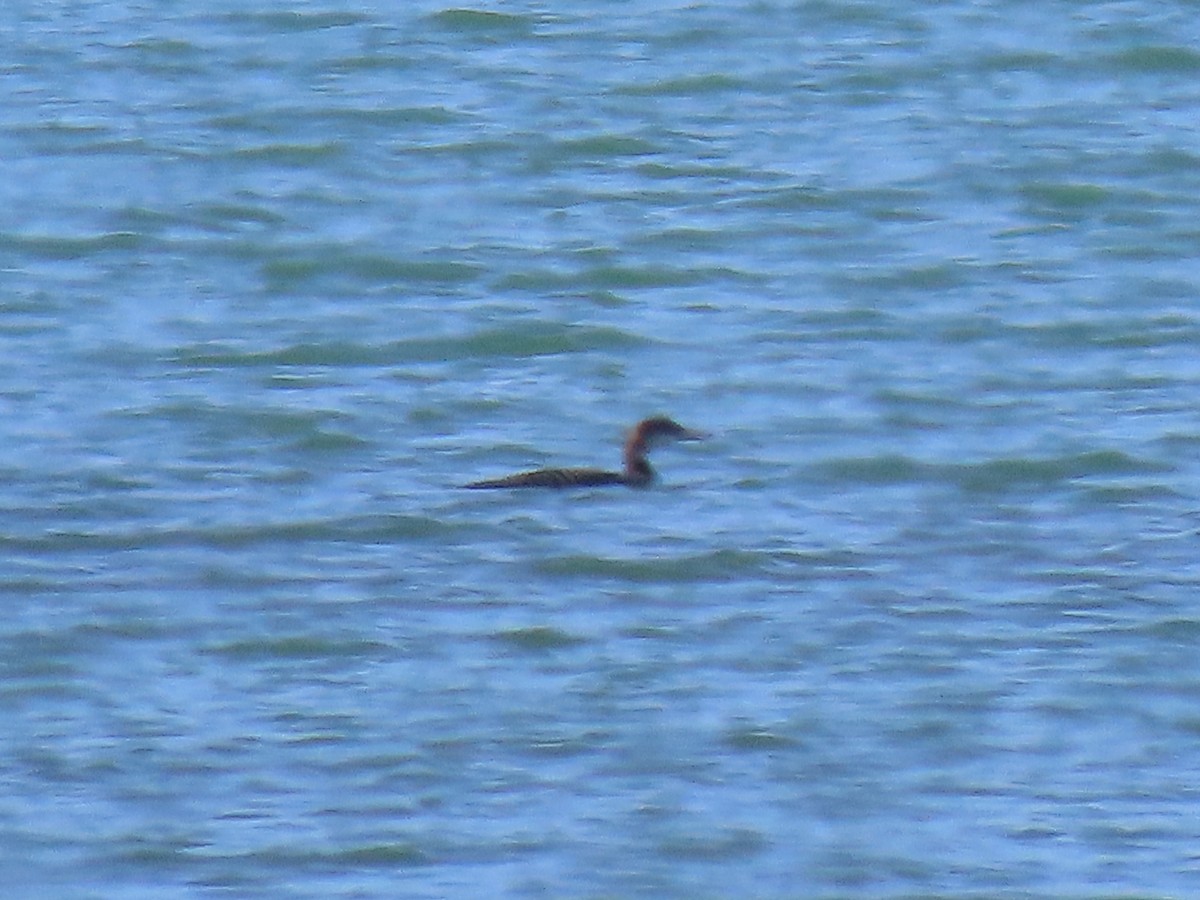 Common Loon - ML644970363