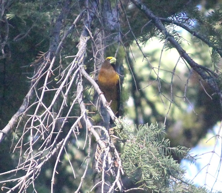 Evening Grosbeak - ML644970378