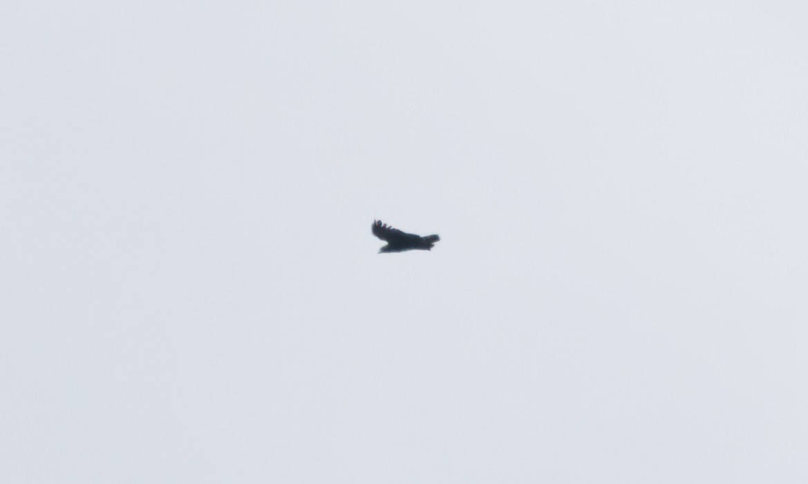 Buse solitaire - ML644970379