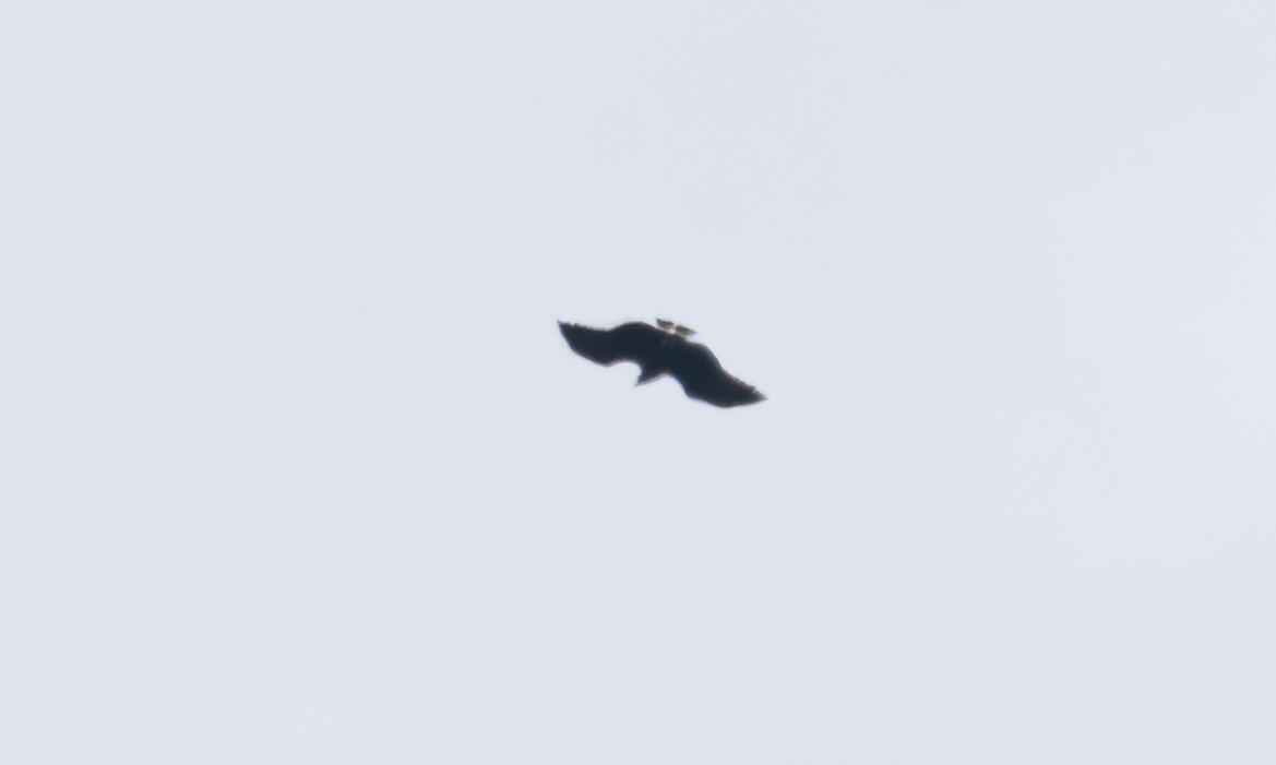 Buse solitaire - ML644970380