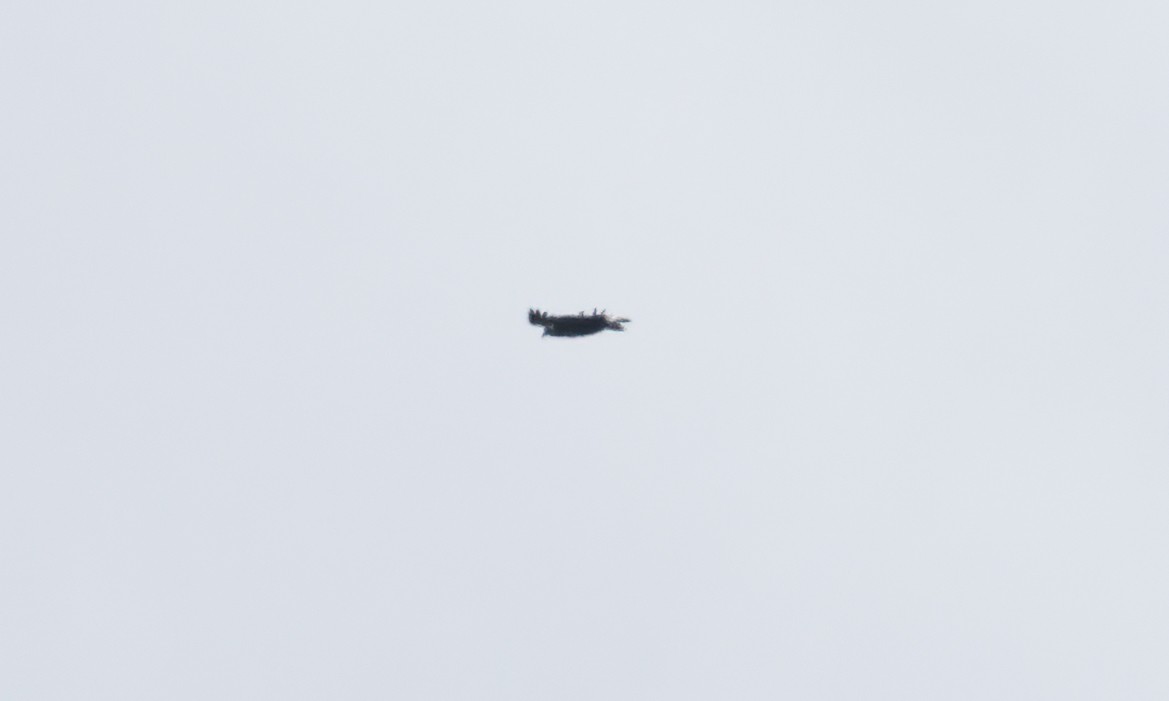 Buse solitaire - ML644970383