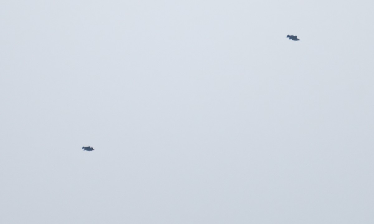 Buse solitaire - ML644970384