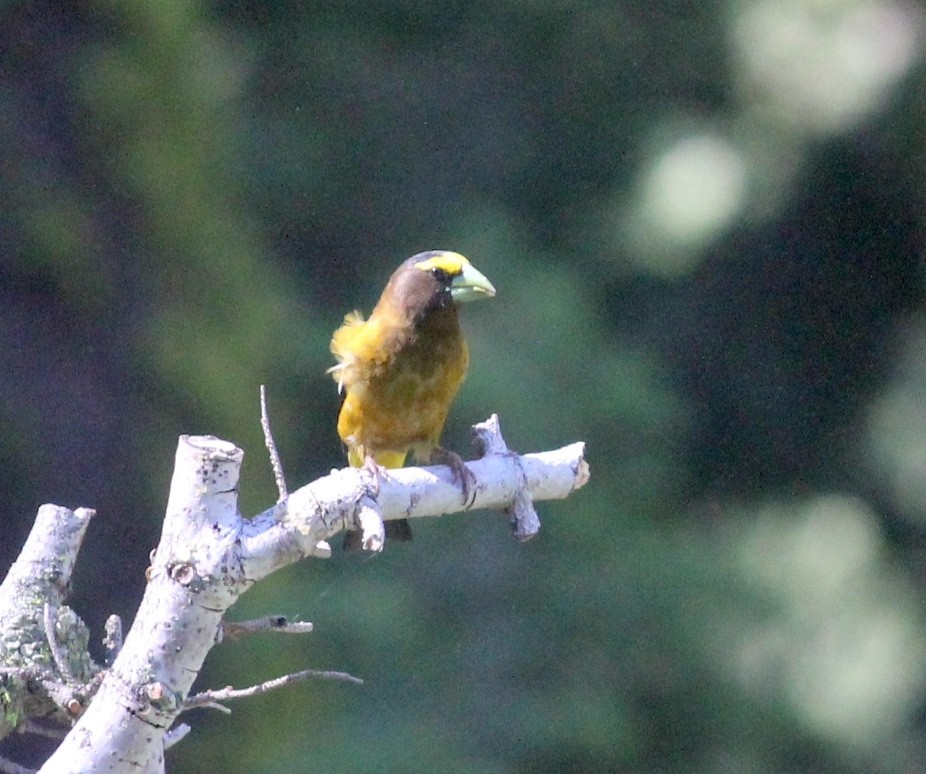 Evening Grosbeak - ML644970387
