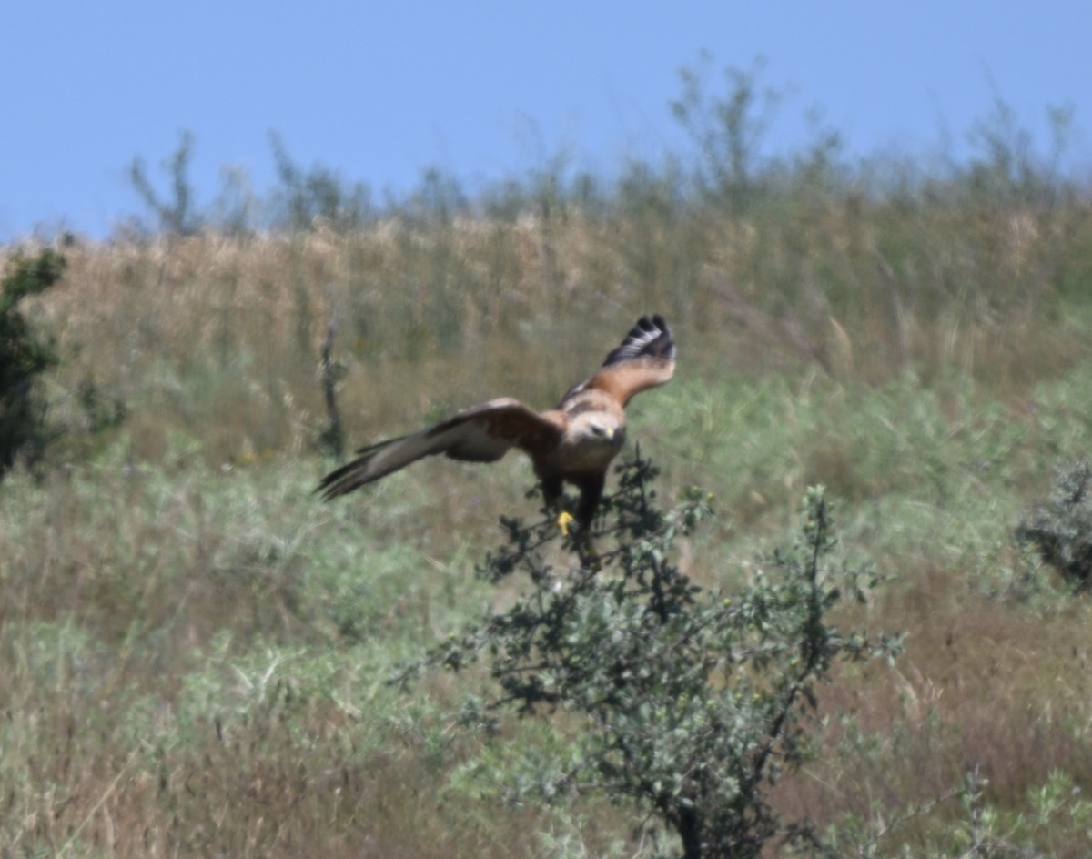 Long-legged Buzzard - ML644970388
