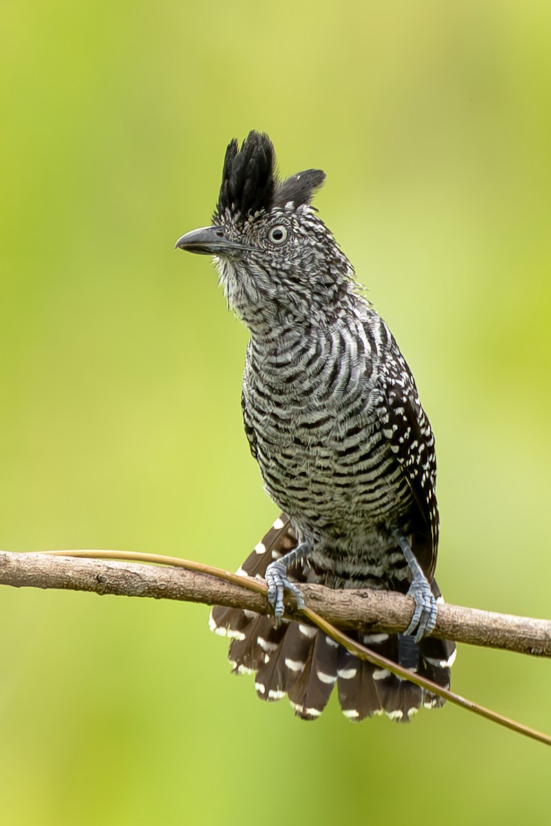 Bindenameisenwürger - ML644970413