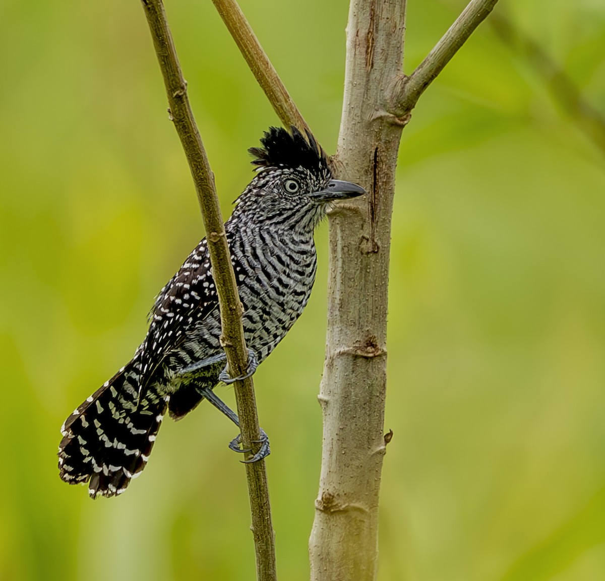 Bindenameisenwürger - ML644970414