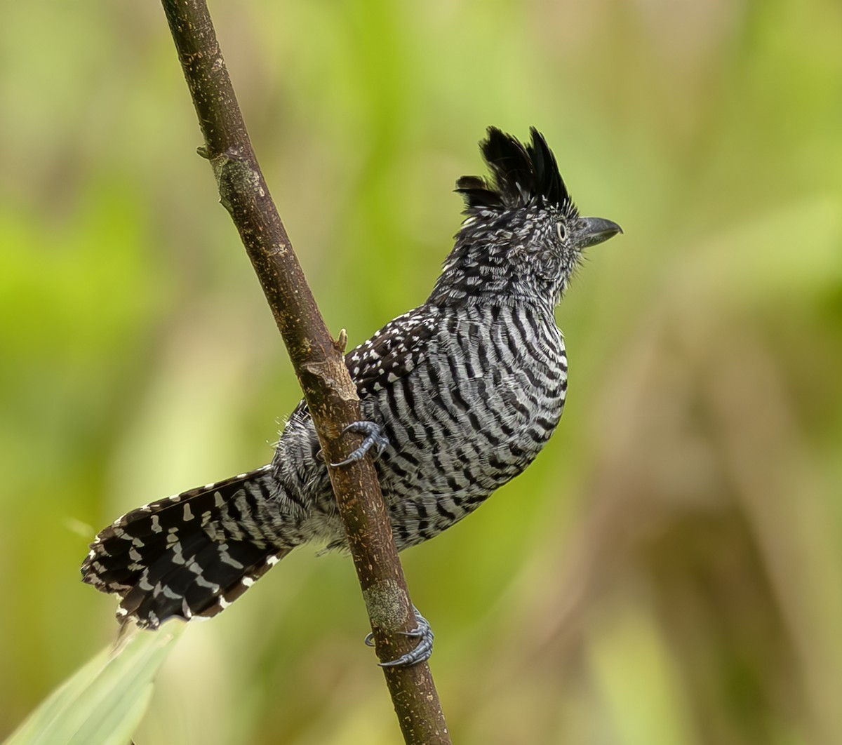 Bindenameisenwürger - ML644970415