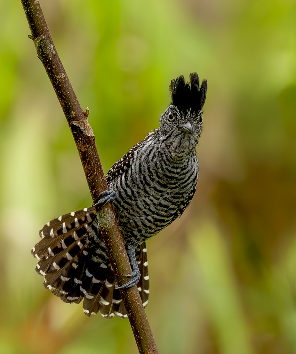 Bindenameisenwürger - ML644970416