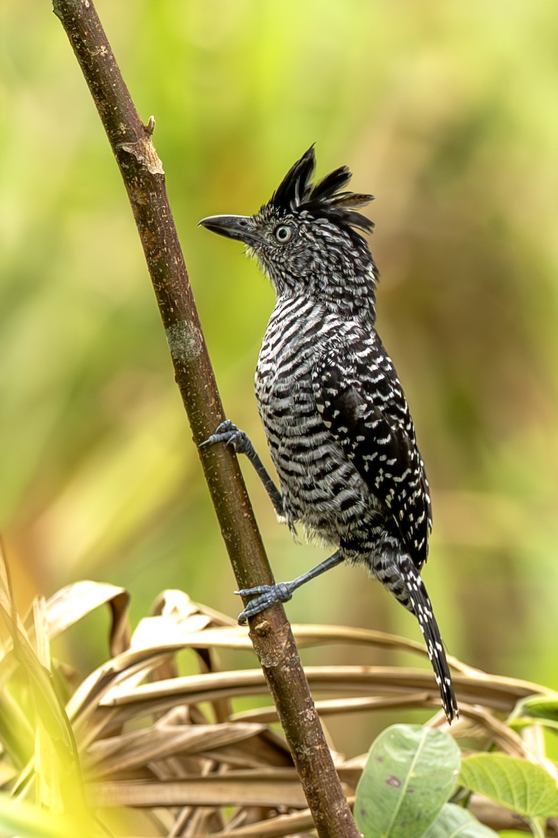 Bindenameisenwürger - ML644970417