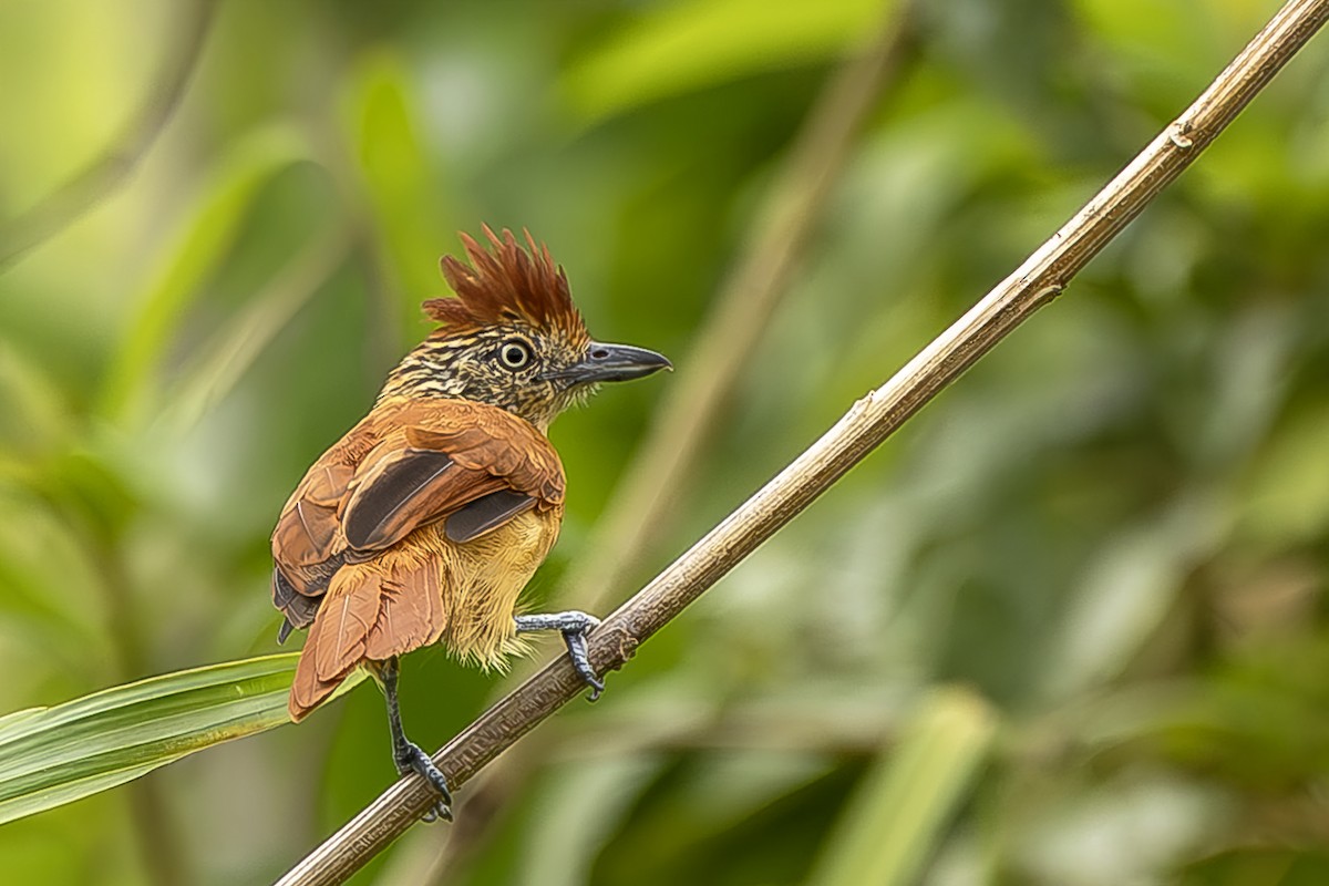 Bindenameisenwürger - ML644970418