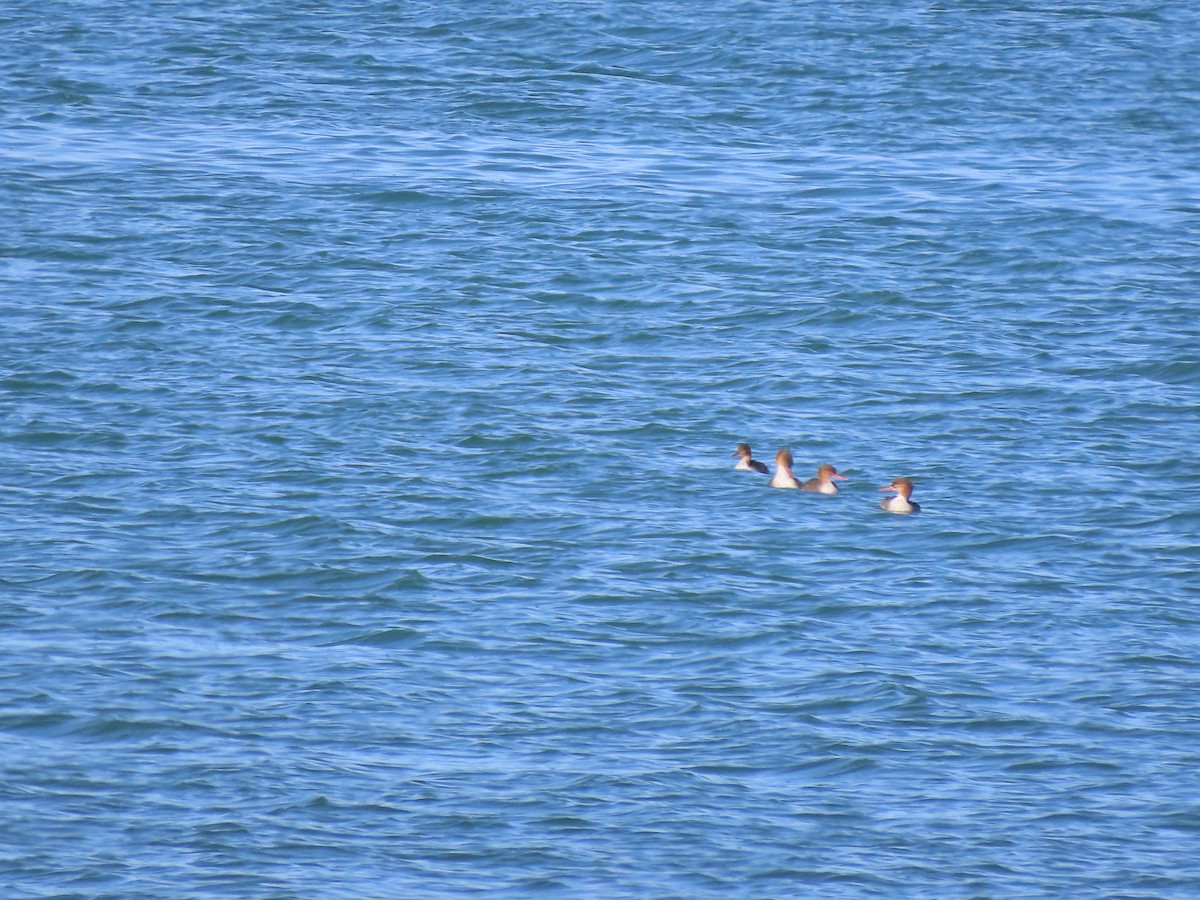 紅胸秋沙 - ML644970430