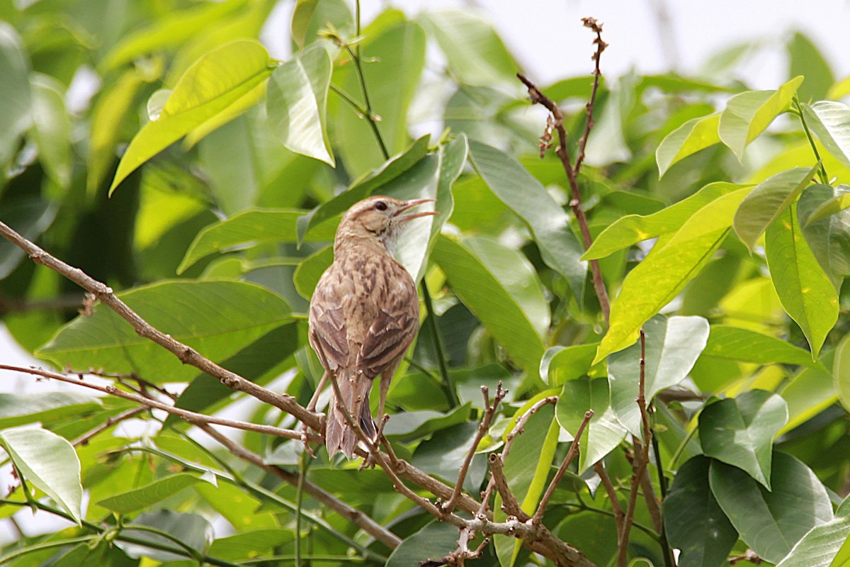 Firewood-gatherer - ML644970431