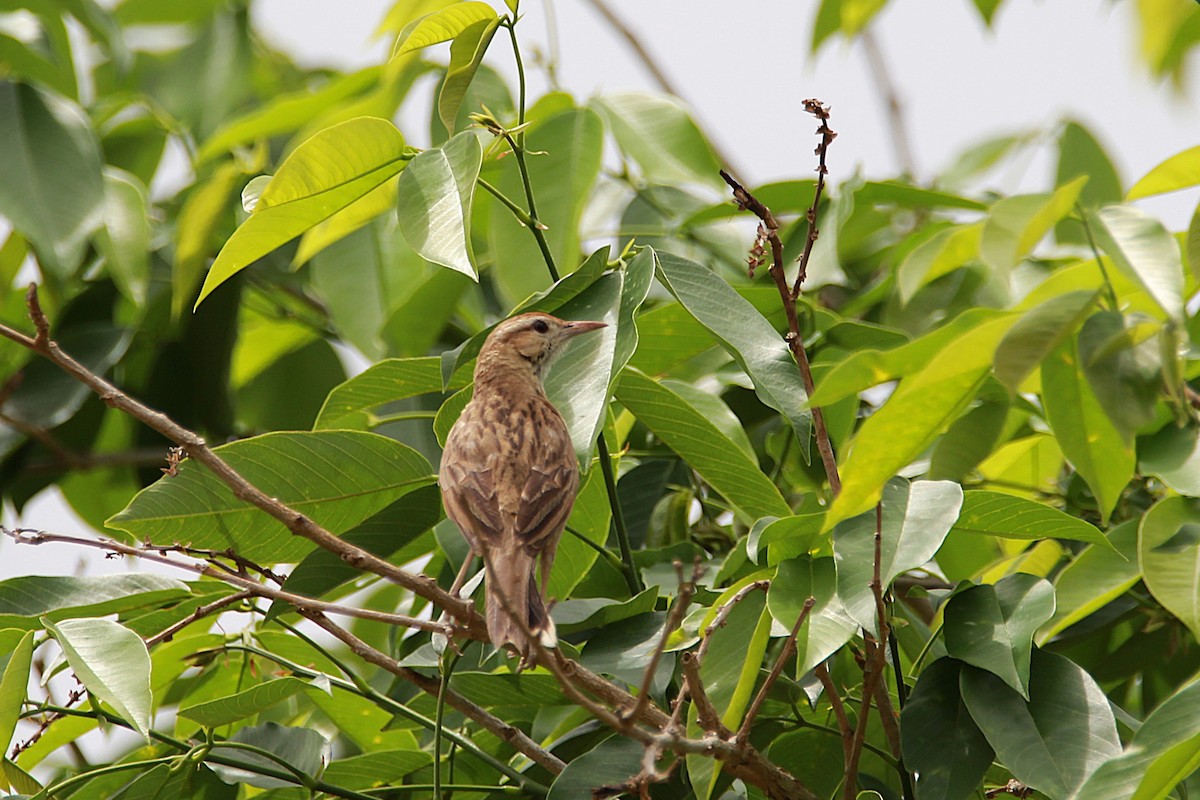Firewood-gatherer - ML644970432