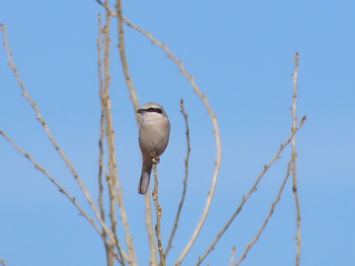 Northern Shrike - ML644970439