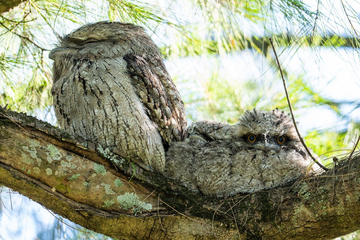 Tawny Frogmouth - ML644970450