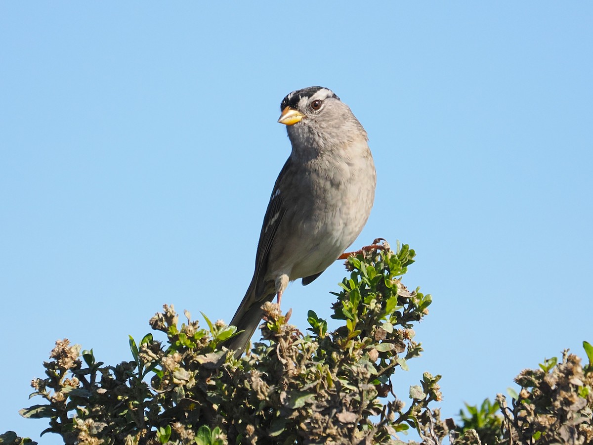 White-crowned Sparrow - ML644970451