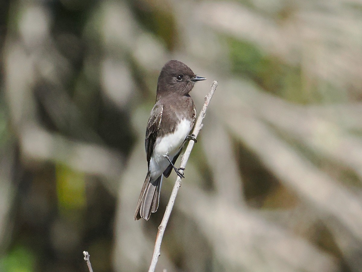 Black Phoebe - ML644970454