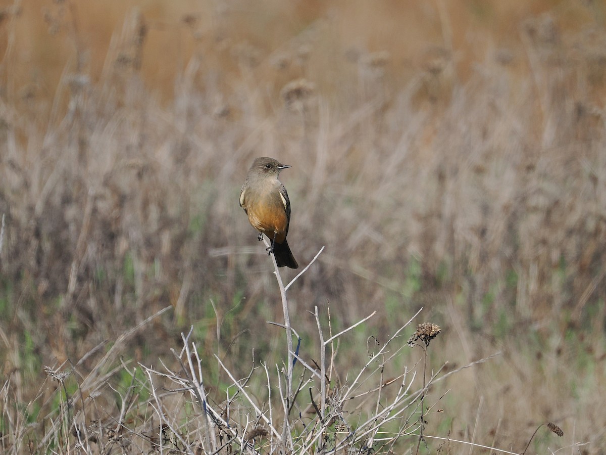 Say's Phoebe - ML644970460