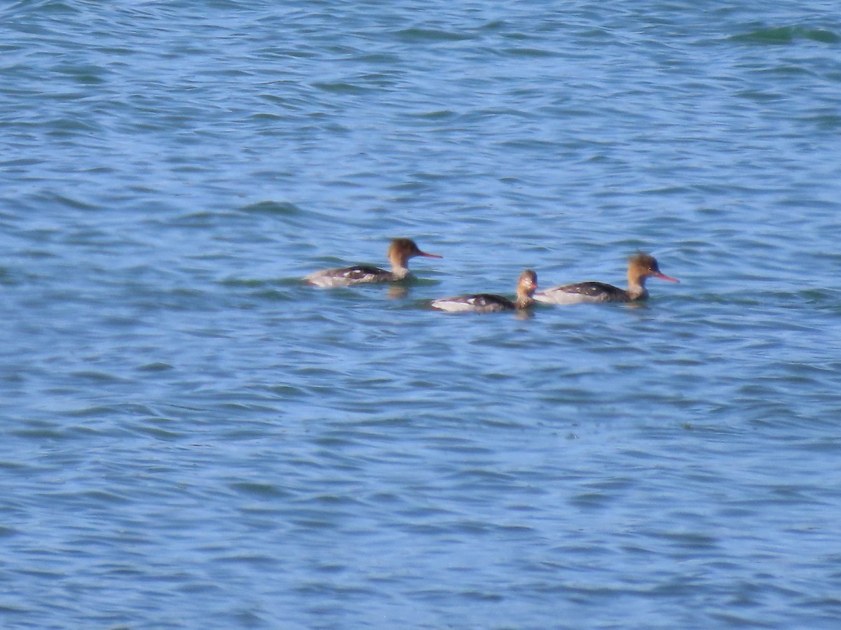 紅胸秋沙 - ML644970468