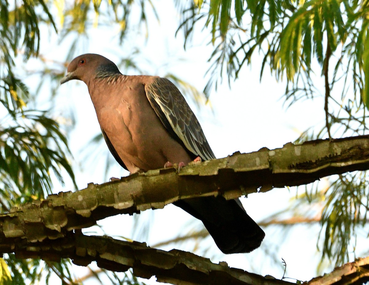 アカメバト - ML644970495