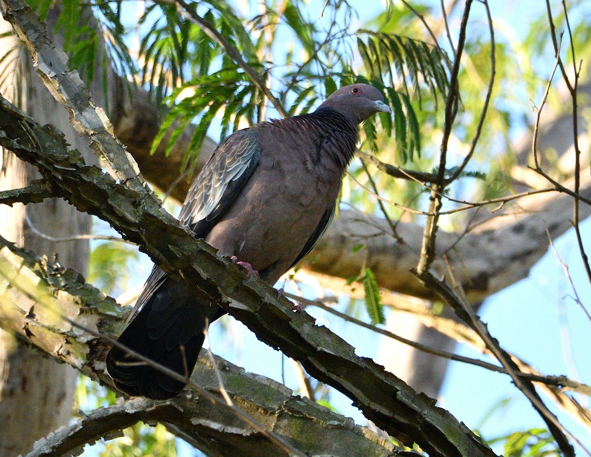 アカメバト - ML644970496