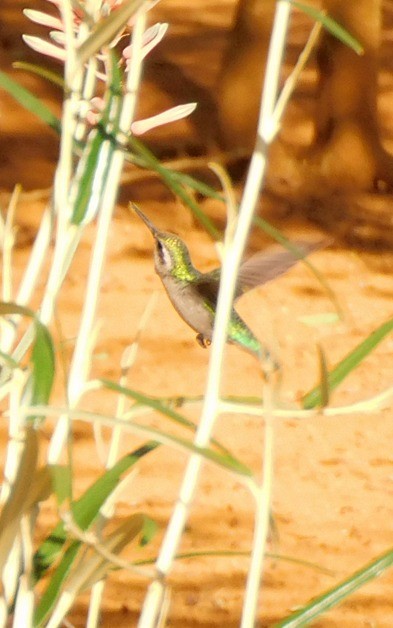 Красноклювый изумруд - ML644970524