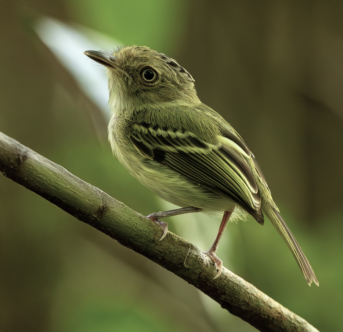 Double-banded Pygmy-Tyrant - ML644970540