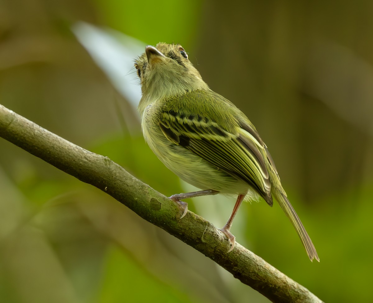 Double-banded Pygmy-Tyrant - ML644970541