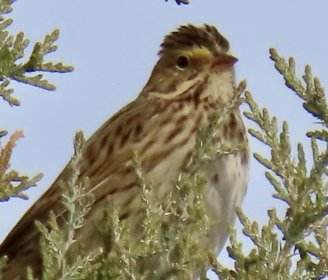 Savannah Sparrow - ML644970544