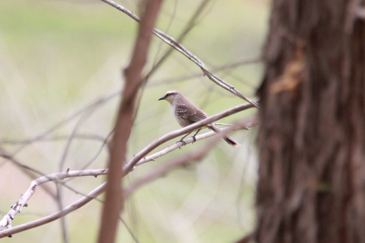 Chalk-browed Mockingbird - ML644970574