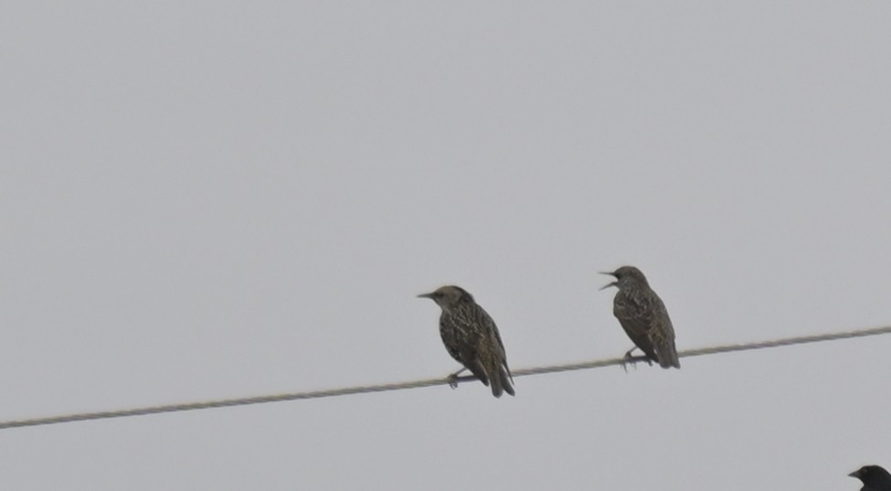 European Starling - ML644970584